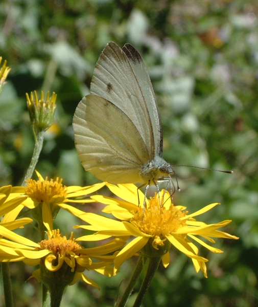 Pieris napi